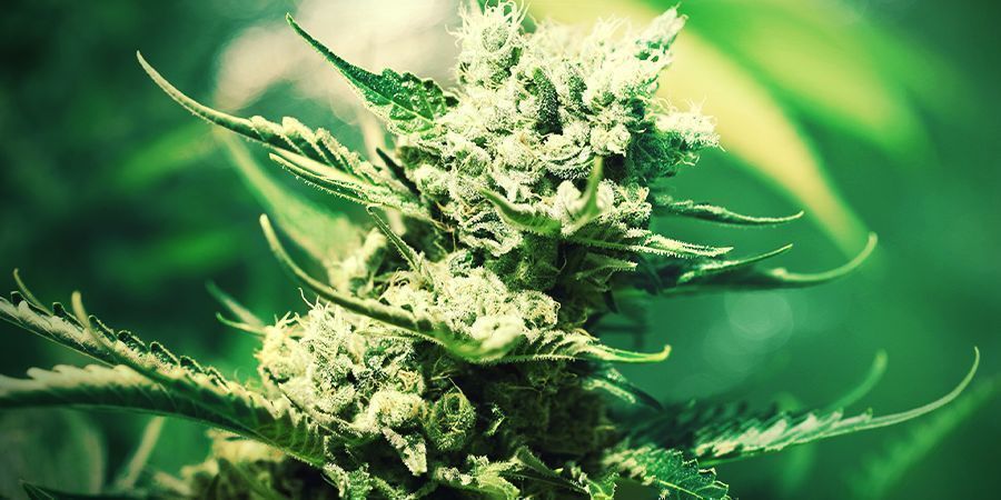 Growing Cannabis In Rockwool: FLOWERING