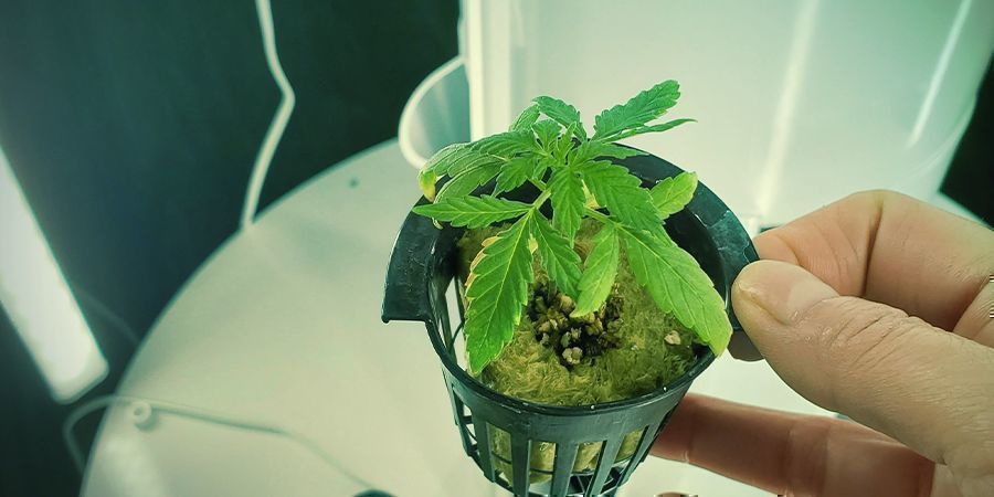 Hydro Setup Types: Aeroponics