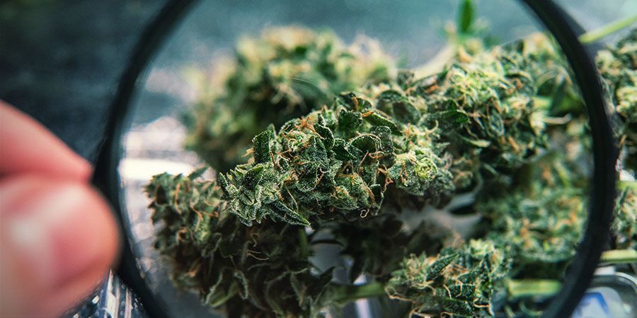 Does Bud Washing Affect Weed Quality?