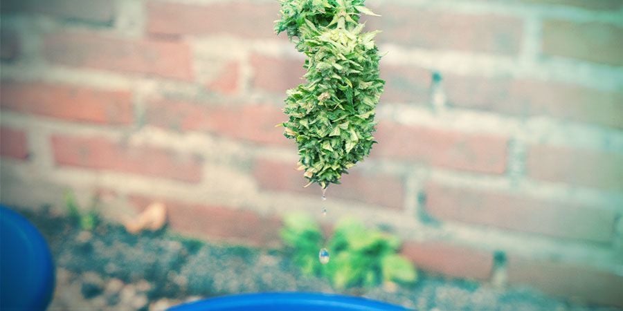 What Is Cannabis Bud Washing?
