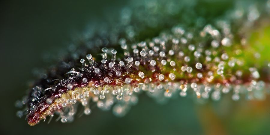 Take A Closer Look At Trichomes