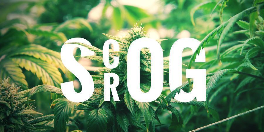 SCROG—SCREEN OF GREEN