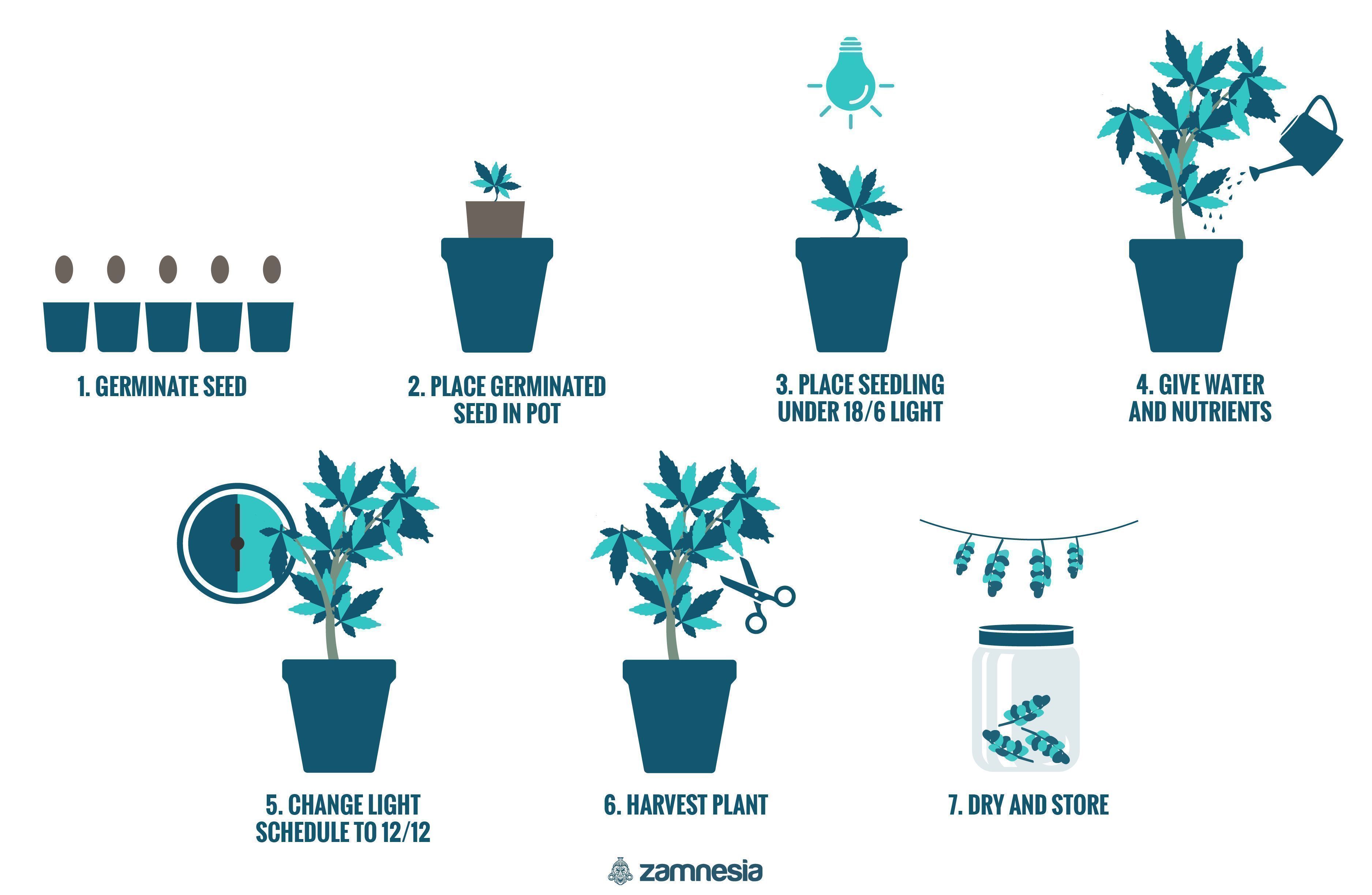 How To Grow Cannabis Indoors