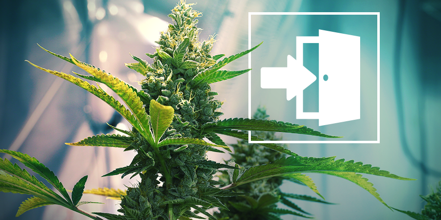 Indoor Cannabis Growing