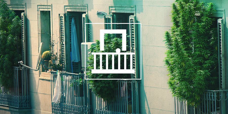 Grow Cannabis On Your Balcony Or Terrace