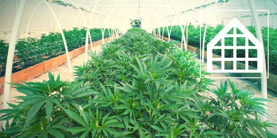 Greenhouse & Conservatory Growing