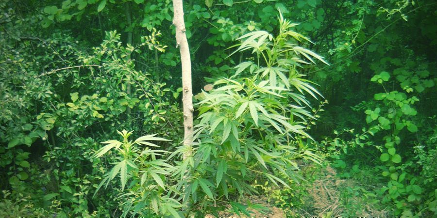 Where To Set Up Your Guerrilla Grow