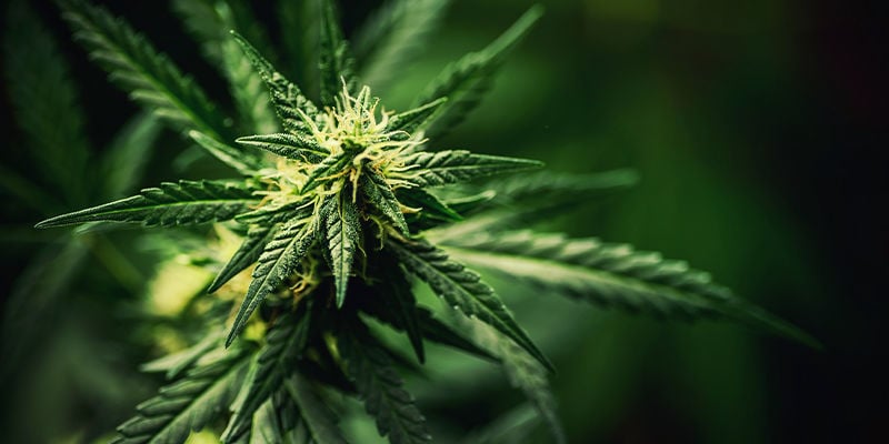 Suitable strains for southern climates