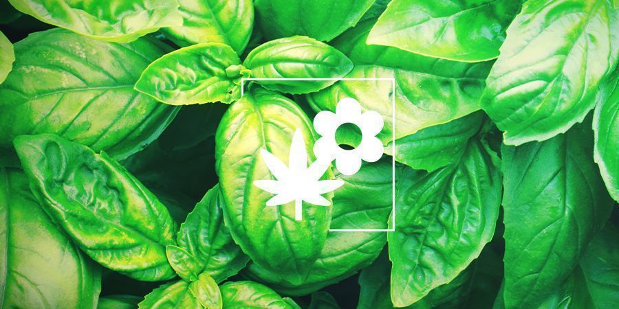 Cannabis Companion Planting: Basil