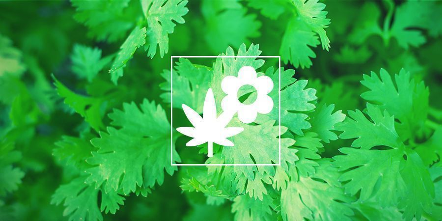 Cannabis Companion Planting: Coriander