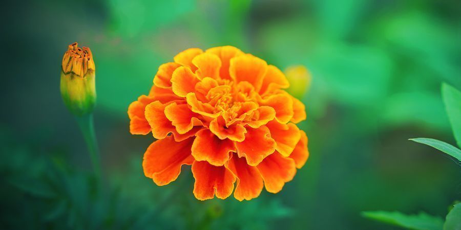 MARIGOLD: GREAT FOR CANNABIS COMPANION PLANTING