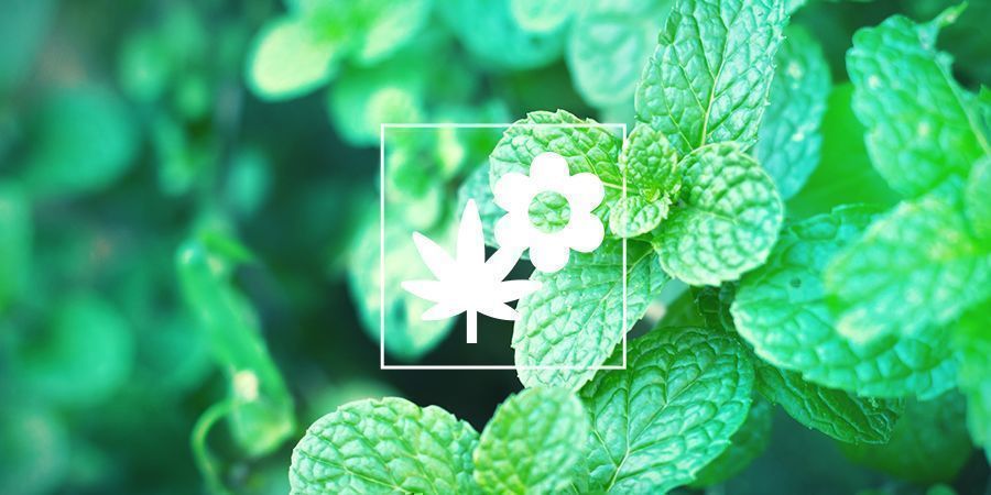 Mint and cannabis