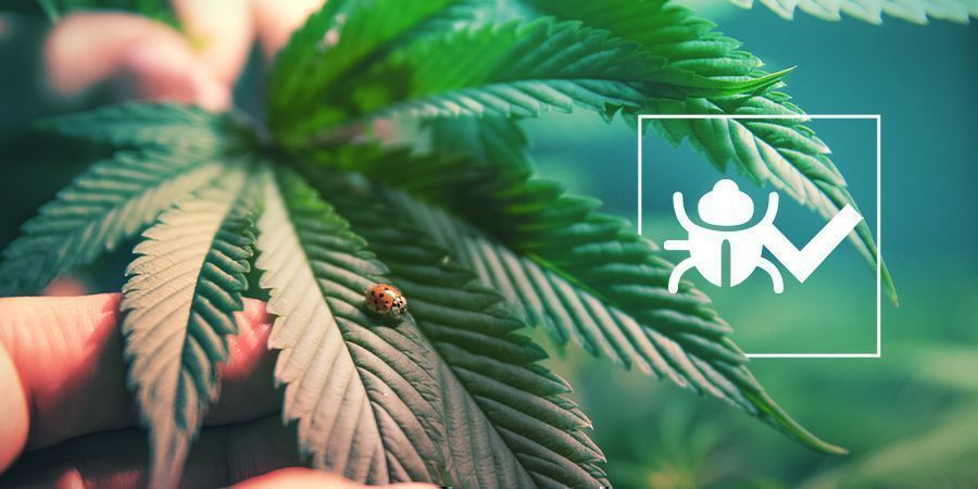Friendly Bugs & Insects