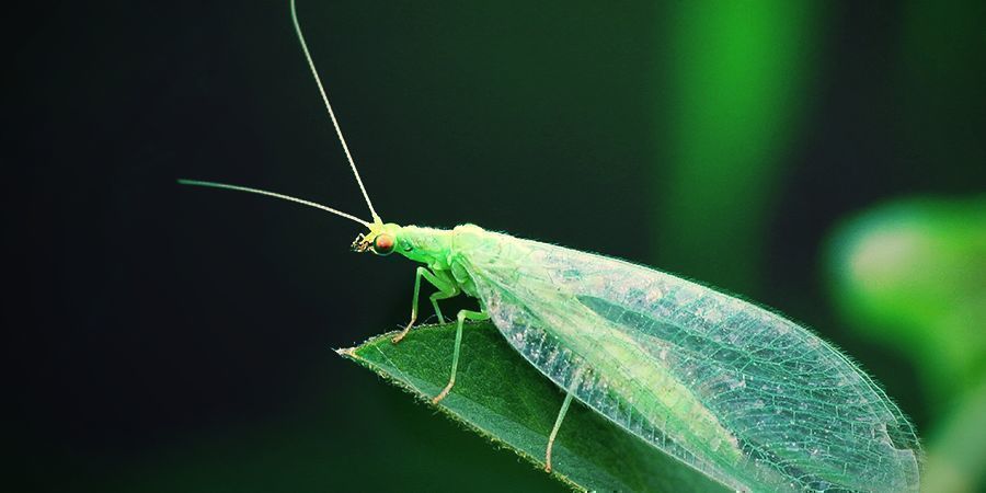 Lacewing