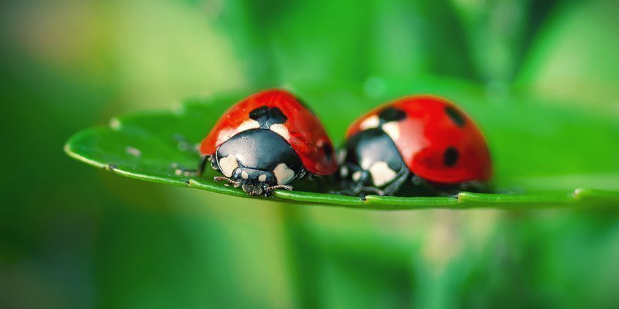 Ladybird 