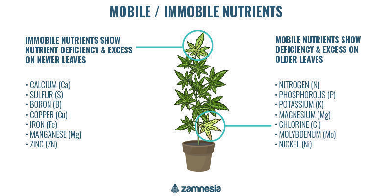 Mobile vs. immobile plant nutrients