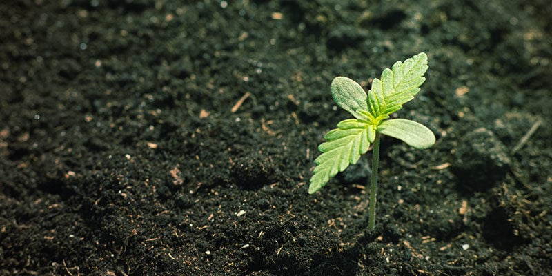 Cannabis Nutrient Availability: Mineral and organic composition of soil