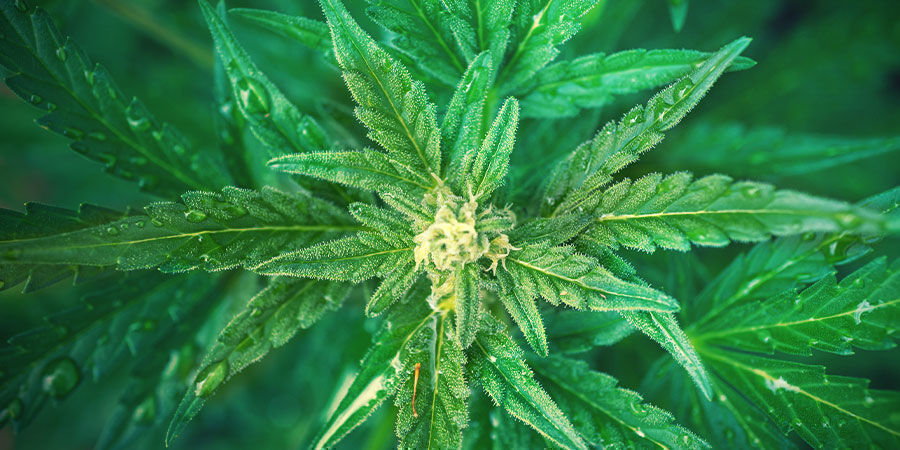 How To Use NPK Fertiliser To Grow Cannabis