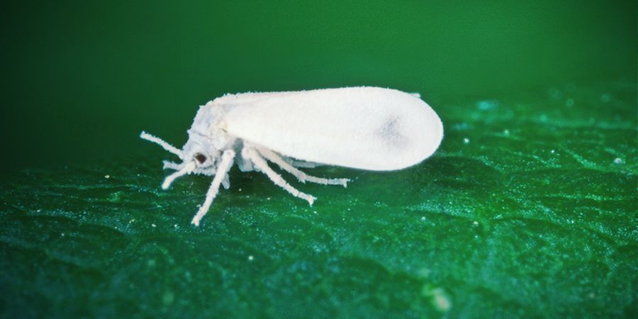 Whitefly 