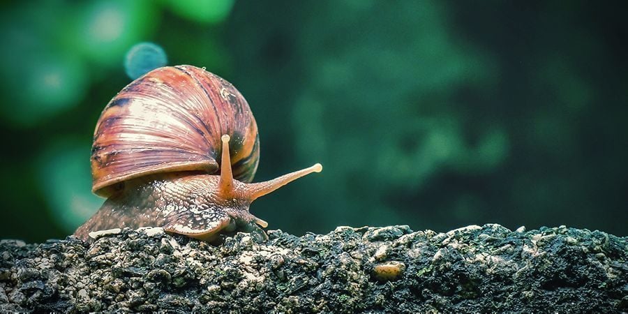 Snail & Slug
