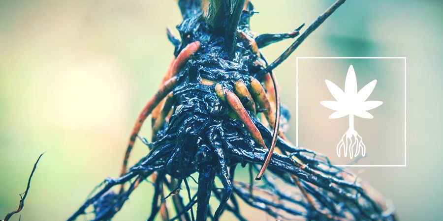 How To Identify And Fix Cannabis Root Rot