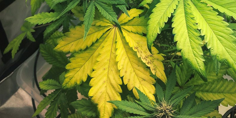 What nitrogen deficiency looks like in cannabis