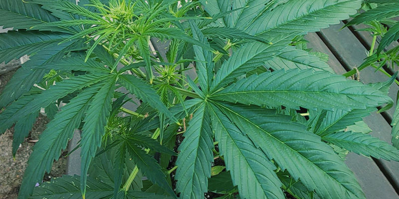 What nitrogen toxicity looks like in cannabis plants