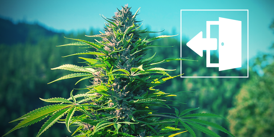 Outdoor Cannabis Growing