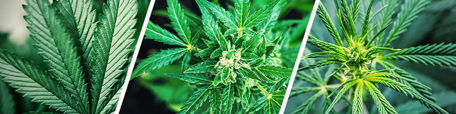 Sativa vs indica vs hybrid cannabis seeds