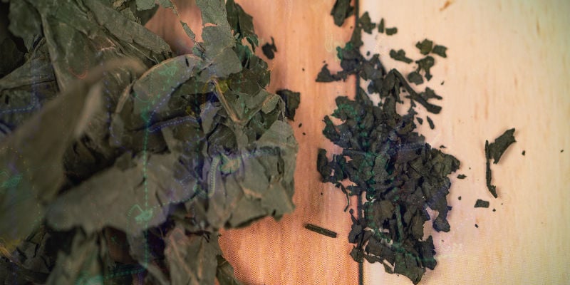 Why is salvia — sometimes — such a terrifying trip?