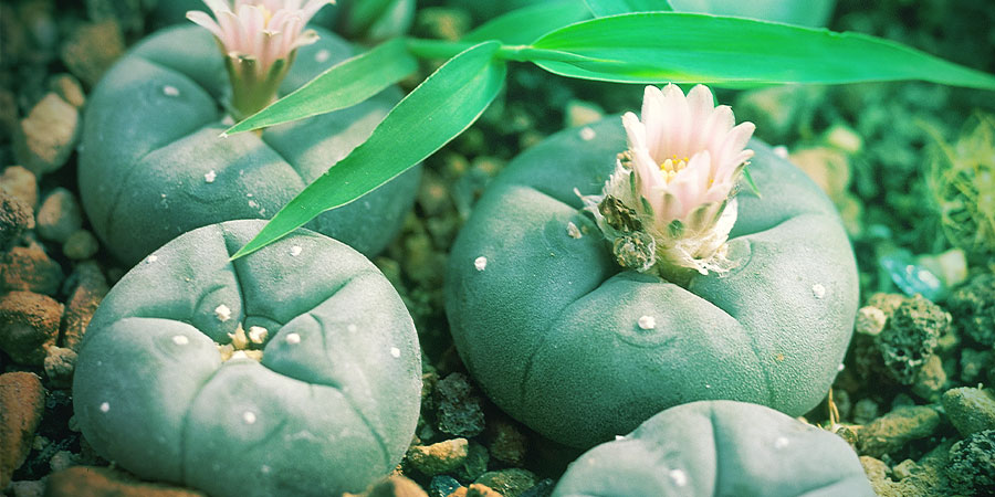 Peyote mescaline cactus