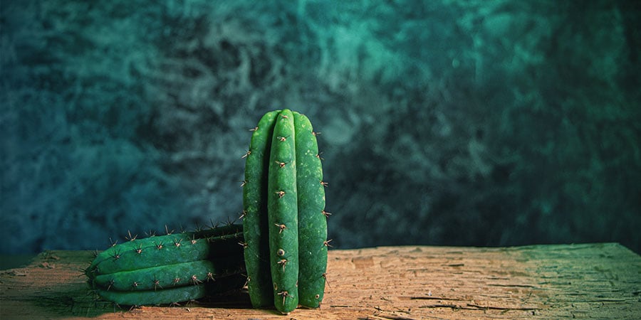 San Pedro Mescaline Cactus