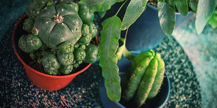 DIFFERENT SPECIES OF MESCALINE CACTI