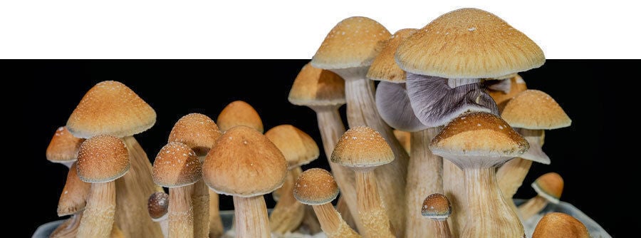 Buy Magic Mushroom Grow Kits Online