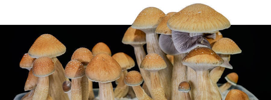 Buy magic mushroom grow kits online