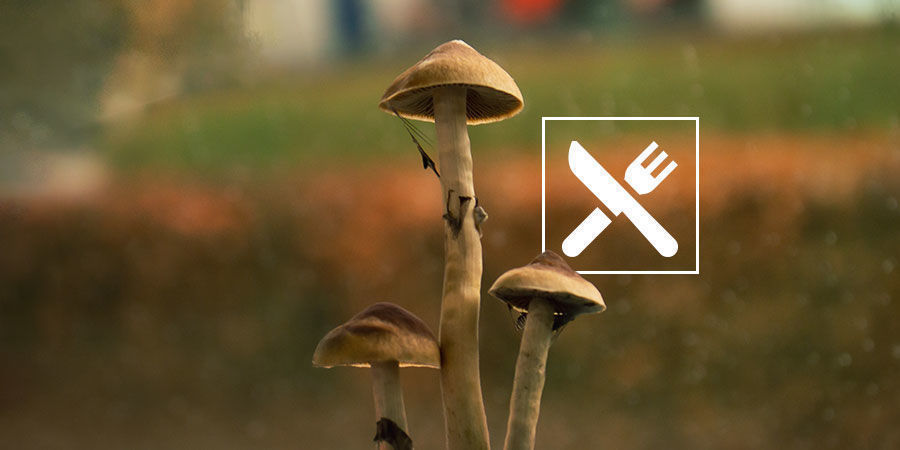 How Do You Take Magic Mushrooms?