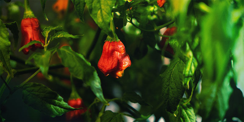 Spice Up Your Life And Grow Your Own Hot Chilli Pepper Plants