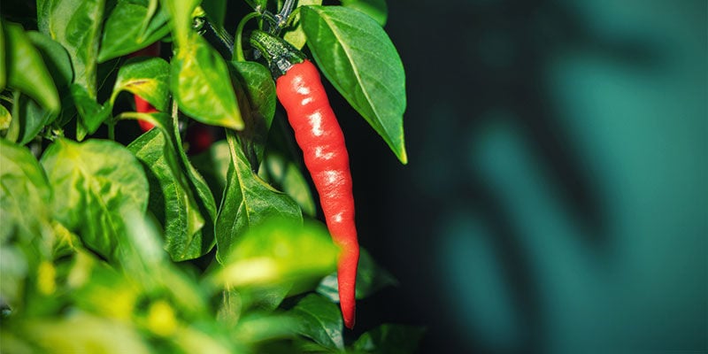 What Are Some Of The Most Popular Hot Peppers?