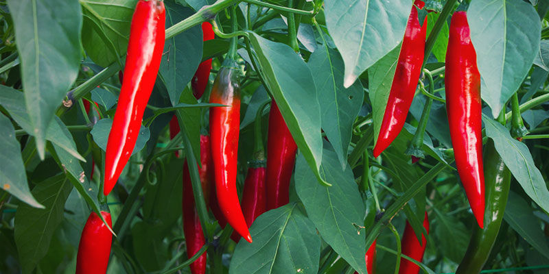 Growing Chilli Peppers - When To Harvest Chillies?