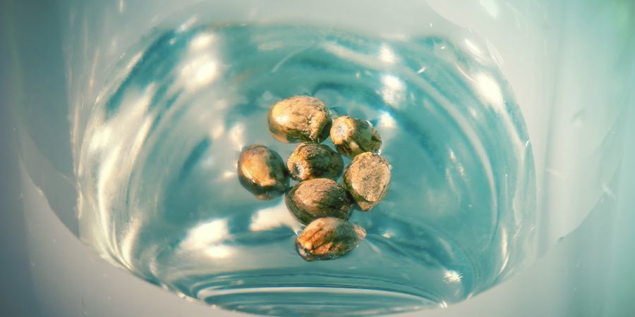 Germinating Cannabis Seeds In A Glass Of Water