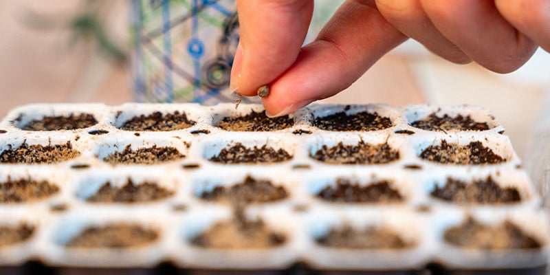 Germinating cannabis seeds with a germination kit