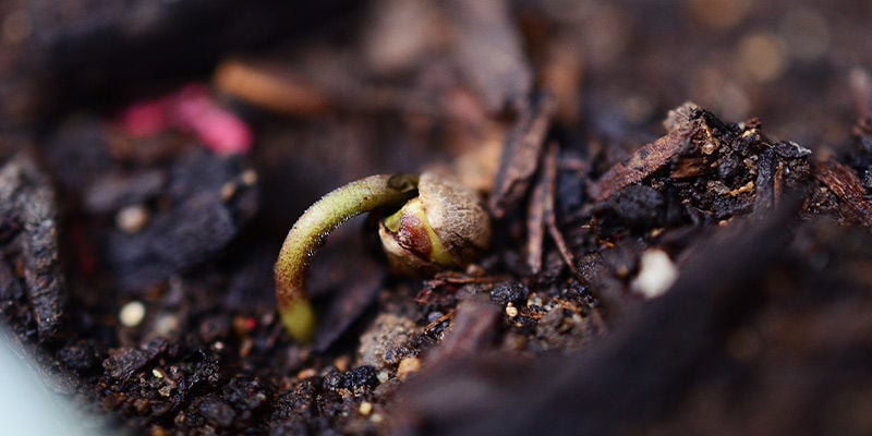Germinating cannabis seeds in soil