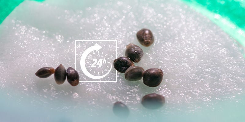 How long does it take to germinate cannabis seeds?