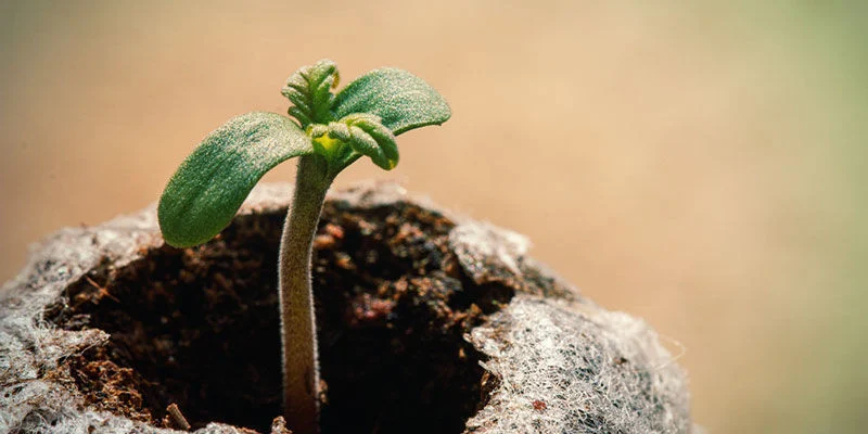 Germinating Cannabis Seeds in Peat Moss (Peat Pellets)