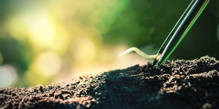 Transplanting Germinated Cannabis Seeds