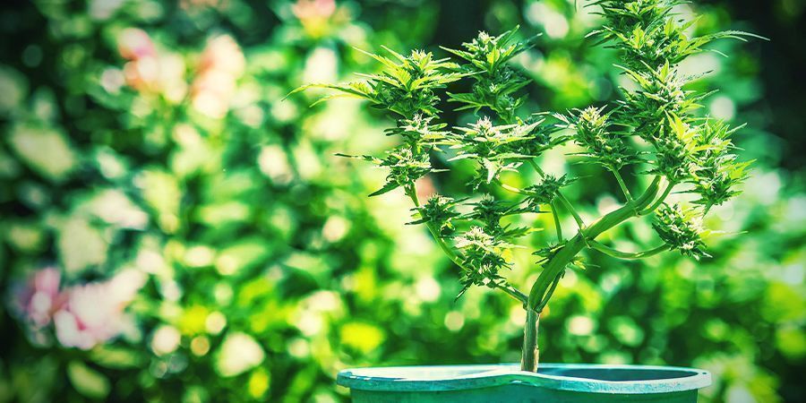 Tips For Growing Cannabis In Pots