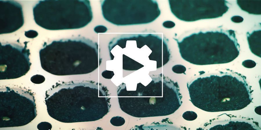 Germinating Seeds With The Smart Start