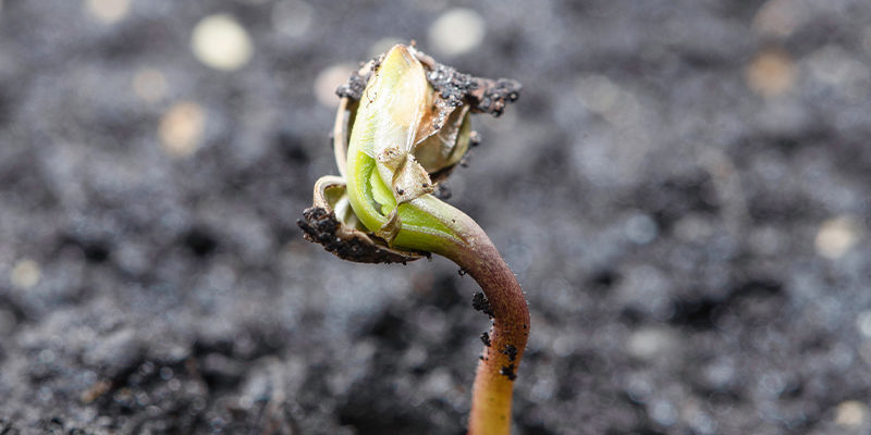 It Should Take 1–8 Days (Up To 20) Before You See A Seedling Sprout Through The Soil