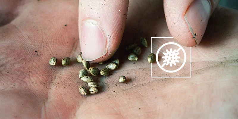 Cannabis seeds germinated but stopped growing: Fungal or bacterial infection