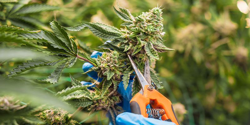 Harvest complete: What's next?